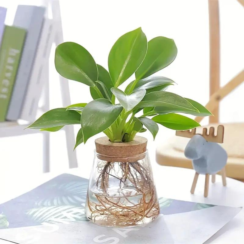 Jarra de Vidro para Plantas